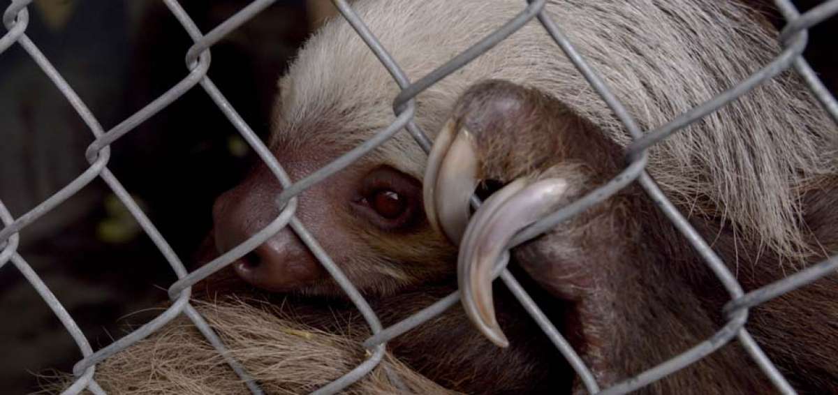En el zool&oacute;gico de Quito, en Guayllabamba, hay un &aacute;rea de cuarentena con capacidad para 100 animales. Sin embargo, en la actualidad habitan 150 ejemplares de vida silvestre. Uno de ellos es un oso perezoso que fue rescatado por la Unidad de Protecci&oacute;n del Medio Ambiente.