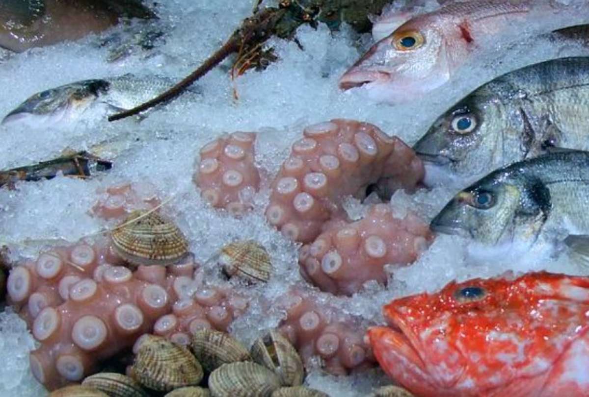 Veda de pulpo en Ecuador rige desde el 1 de mayo hasta el 30 de junio