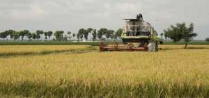 Ecuador alista exportaci&oacute;n de arroz hacia Colombia
