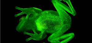 Cient&iacute;ficos descubren la primera rana fluorescente del mundo