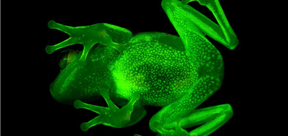 Cient&iacute;ficos descubren la primera rana fluorescente del mundo