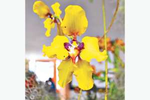 Pi&ntilde;as inaugura su jard&iacute;n bot&aacute;nico 
