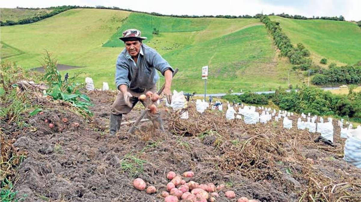 La producci&oacute;n de papa es importante en los cantones de Carchi, ya que abastecer&iacute;a entre el 25% y 30% de la demanda nacional. Foto: Carlos Jim&eacute;nez / El Tel&eacute;grafo