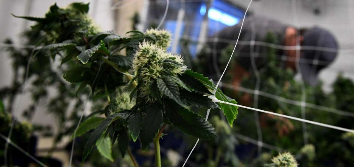Un trabajador da mantenimiento a las plantas en una tienda medicinal de Los &Aacute;ngeles.
