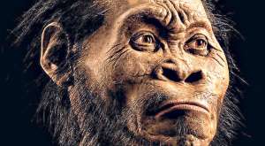 John Hawks, uno de los investigadores, indic&oacute; que el Homo Naledi probar&iacute;a que la historia de la evoluci&oacute;n humana ser&iacute;a diferente a la que hab&iacute;an imaginado. AFP / National Geographic