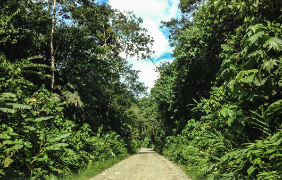 1. Desde Misahuall&iacute; es posible llegar a Ahuano por v&iacute;a terrestre, atravesando una ruta de tercer orden. Foto: Geovanna Melendres 