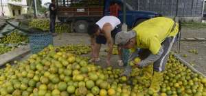 La naranja copa los centros de acopio de Quinsaloma, a donde llegan los comerciantes para llevar la fruta a diversos destinos del pa&iacute;s.