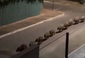  Cámara captó un curioso “desfile” de capibaras en Brasil.