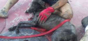 Perrita fue rescatada de morir ahogada en el Malec&oacute;n Sim&oacute;n Bol&iacute;var