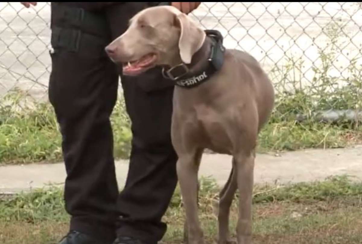 El can 'Princesa' formaba parte de los espectáculos de la Policía Nacional.