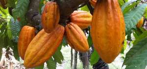 Ecuador trabaja en mitigar el cadmio en el cacao
