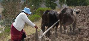 Aunque en muchos sectores de la Sierra ya se ha tecnificado la forma de trabajar la tierra a&uacute;n existen ciertos lugares donde se requiere de toretes para hacer esta labor