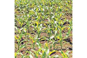 La siembra de ma&iacute;z aumenta en el agro