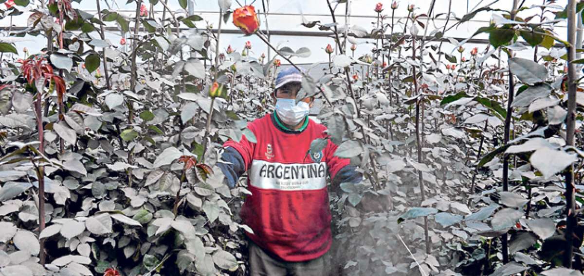 La flor&iacute;cola Rosas del coraz&oacute;n, ubicada en la parroquia de Machachi, ha dotado de mascarillas y m&aacute;s elementos de protecci&oacute;n a sus 125 trabajadores. Foto: &Aacute;lvaro P&eacute;rez / El Tel&eacute;grafo