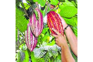 Convenio beneficiar&aacute; a cacaoteros