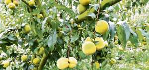 Los campos de siembra de la parroquia azuaya se pintan de colores con los frutos que se producen all&iacute;, como durazno, pera, manzana, entre otros.