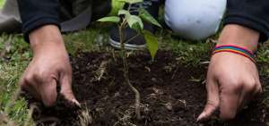 En la reserva del volc&aacute;n Pululahua, ubicada en el norte de Quito, se sembraron 1.000 &aacute;rboles. Los estudiantes fueron voluntarios.