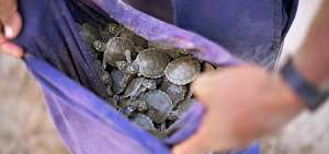 Un conservacionista voluntario tiene una bolsa llena de tortugas reci&eacute;n nacidas cerca de Volta do Bucho, en la regi&oacute;n del Amazonas Occidental. 