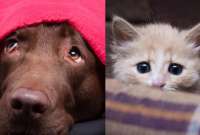 Piden voluntarios para calmar el estrés de perros y gatos por el estruendo del 4 de julio