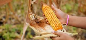 Maiceros inician cosecha con altas expectativas productivas