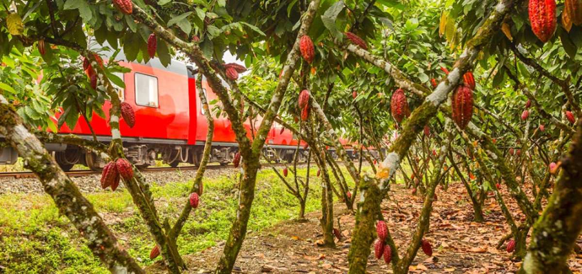 El Tren del cacao tiene su recorrido