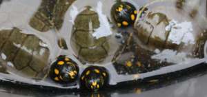 El robo de 123 tortugas caus&oacute; un gran impacto en la conservaci&oacute;n de especies en &ldquo;peligro de extinci&oacute;n grave&rdquo;.