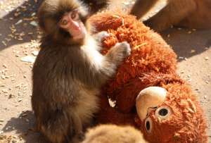 PETA se&ntilde;ala que Punch, el monito viral, sufrir&iacute;a un trauma.