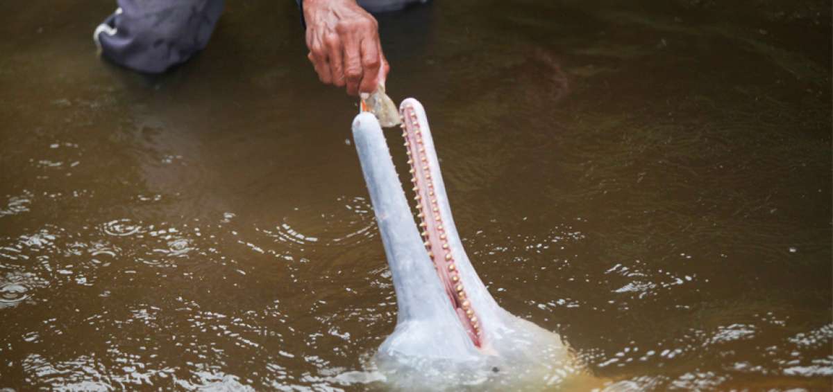 El delf&iacute;n rosado se alimenta de peces y ocasionalmente ingiere moluscos y crust&aacute;ceos. Esta especie prefiere peces solitarios que card&uacute;menes.