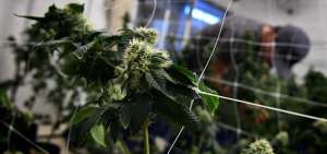 Canad&aacute; vender&aacute; marihuana en tiendas bajo control estatal