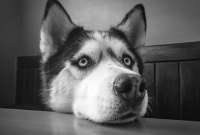 ¿En verdad habla? Un Husky sorprende en redes sociales.