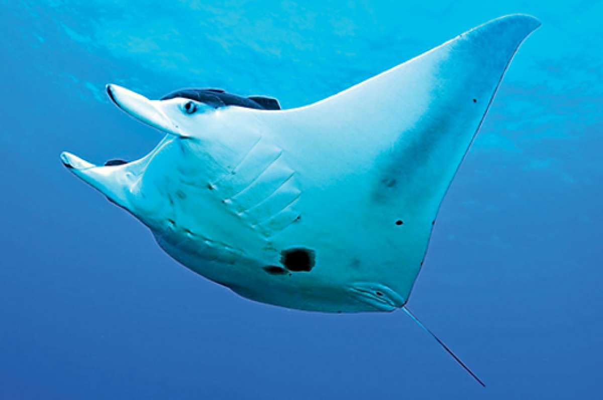Las mantarrayas son peces cartilaginosos, de tendencia migratoria, y pueden medir hasta 8 metros y pesar hasta 1,5 toneladas. Foto: Archivo.  