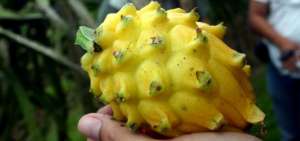 Esta l&iacute;nea tiene previsto incrementar la exportaci&oacute;n en productos como mango, pi&ntilde;a, pitahaya, maracuy&aacute;, entre otros.