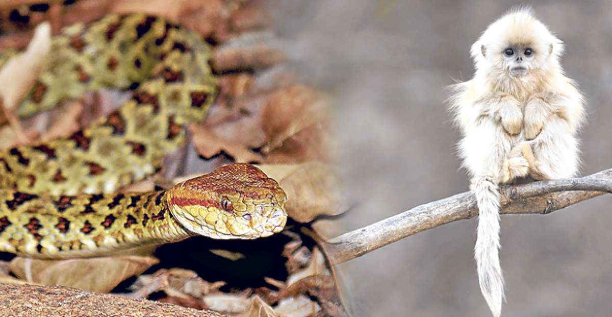 Este territorio compartido entre India, Nepal, Bhutan, China (Tibet), y Pakistan es extremadamente rico en biodiversidad. Foto: AFP