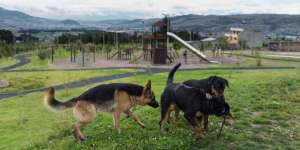 En el parque La Carolina hay un sector exclusivo en el que los perros pueden socializar con otros canes.