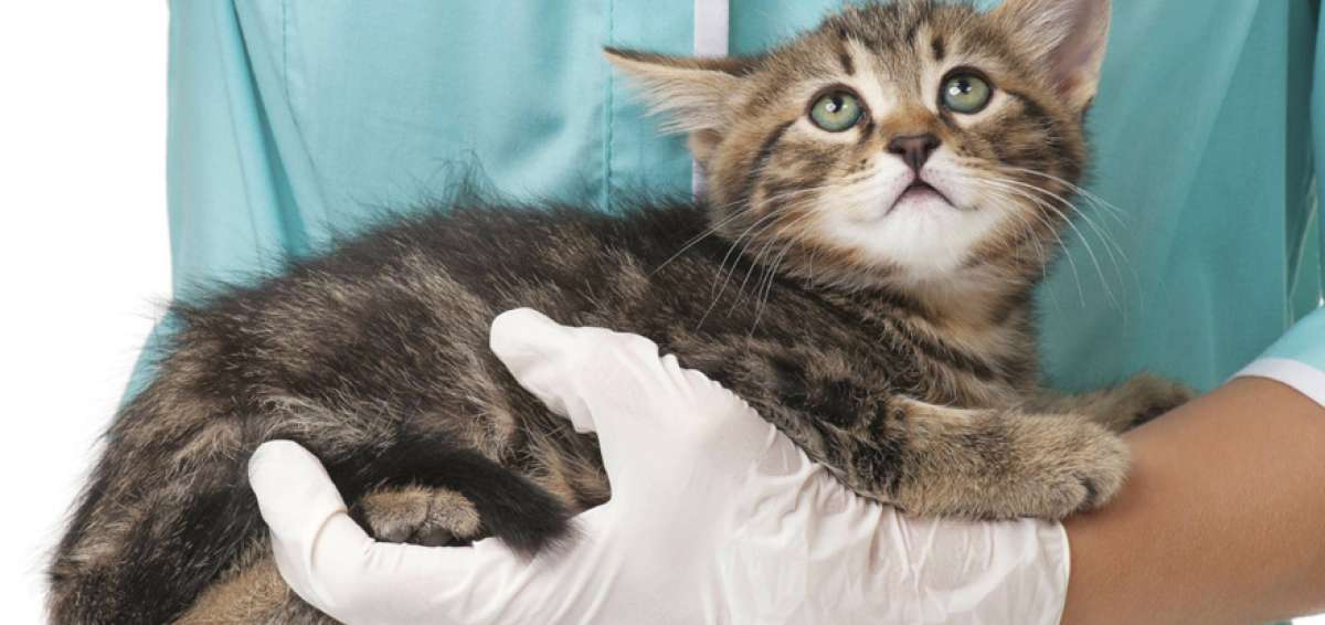 La campa&ntilde;a para esterilizar  a mascotas termina el jueves