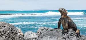 Ecuador recibir&aacute; un fondo de cooperaci&oacute;n de $ 10 millones para la conservaci&oacute;n de la Reserva Marina de Gal&aacute;pagos.