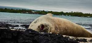 El mam&iacute;fero es monitoreado por las autoridades del Parque Nacional Gal&aacute;pagos.