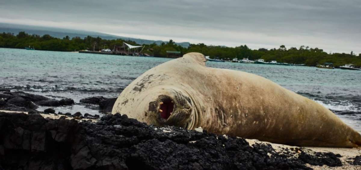 El mam&iacute;fero es monitoreado por las autoridades del Parque Nacional Gal&aacute;pagos.