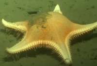Un robot submarino captó a una estrella de mar desplazándose en el fondo del mar.