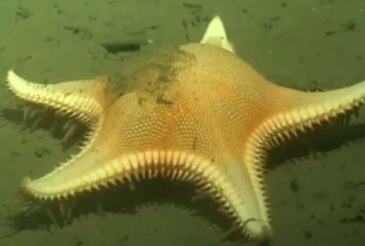 Un robot submarino captó a una estrella de mar desplazándose en el fondo del mar.