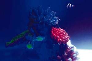 Inauguran el acuario m&aacute;s grande de Am&eacute;rica Latina