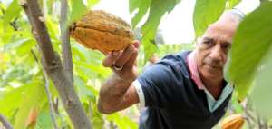 En el eje de competitividad, empleo e innovaci&oacute;n, el Gobierno elev&oacute; a pol&iacute;tica p&uacute;blica el plan de mejora competitiva del cacao y sus derivados. 