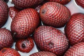 Ecuador exportó morete por primera vez