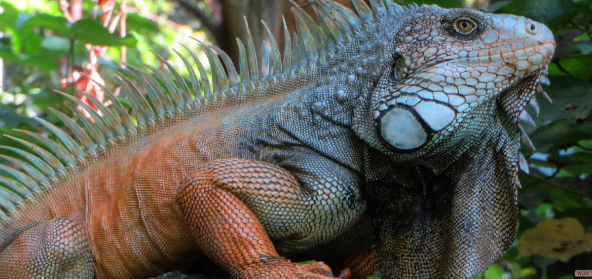 Serie de televisi&oacute;n 'Mission Galapagos' se estrenar&aacute; en Londres