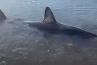 Residentes de Jabárovsk ayudaron a un tiburón varado a volver al agua