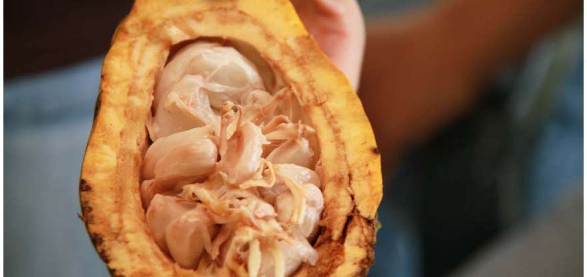 Centro de acopio de cacao est&aacute; listo