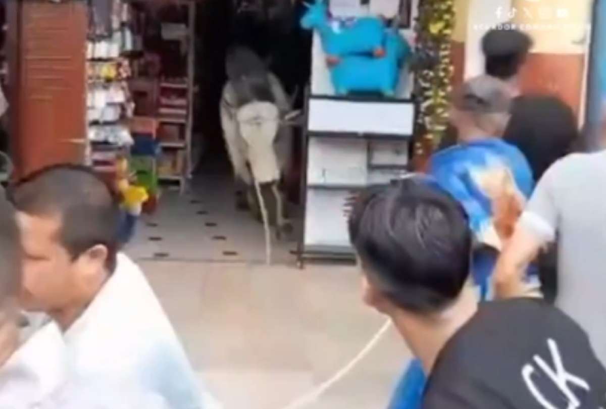 Una vaca irrumpe en local tras accidente de cami&oacute;n en Quevedo