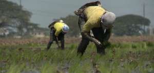Gobernaciones y agricultores trabajan de la mano para garantizar abastecimiento y buenos precios