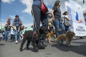 Cientos de manifestantes, junto con sus mascotas, se concentraron en los exteriores de la Asamblea Nacional. Foto: Fernando Sandoval / EL TEL&Eacute;GRAFO