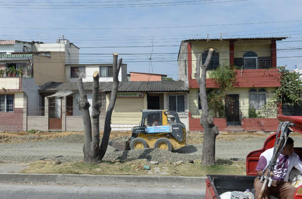 En la avenida Nicasio Safadi, al norte de Guayaquil, solo hay troncos sin ramas y agujeros donde antes hab&iacute;a matas de mango y samanes. Foto: Jos&eacute; Mor&aacute;n / El Tel&eacute;grafo